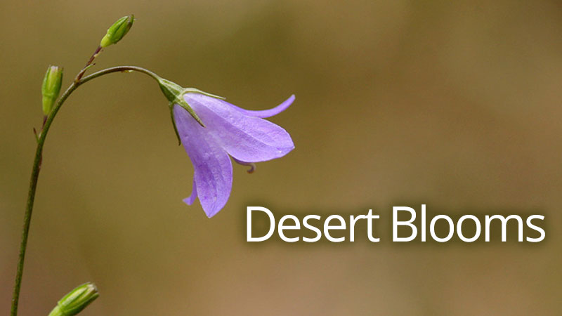 Desert Blooms Banner image