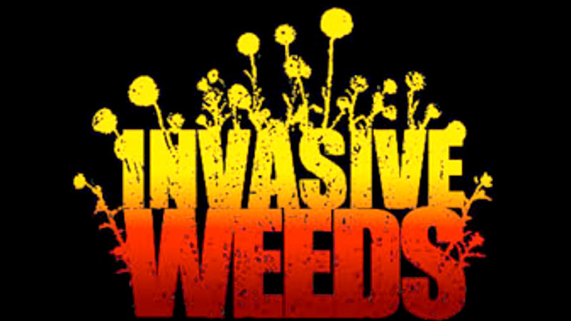 Invasive Weeds Banner image
