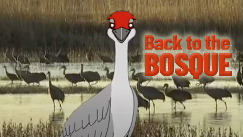 Back to the Bosque banner