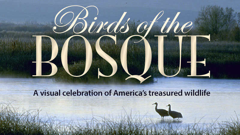 Birds of the Bosque banner