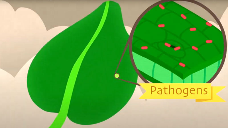 Killing Pathogens on Leafy Greens banner image