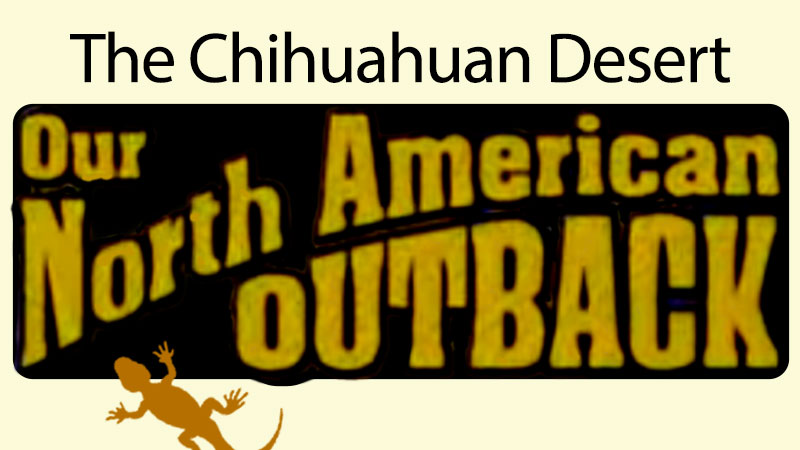 The Chihuahuan Desert: Our North American Outback banner