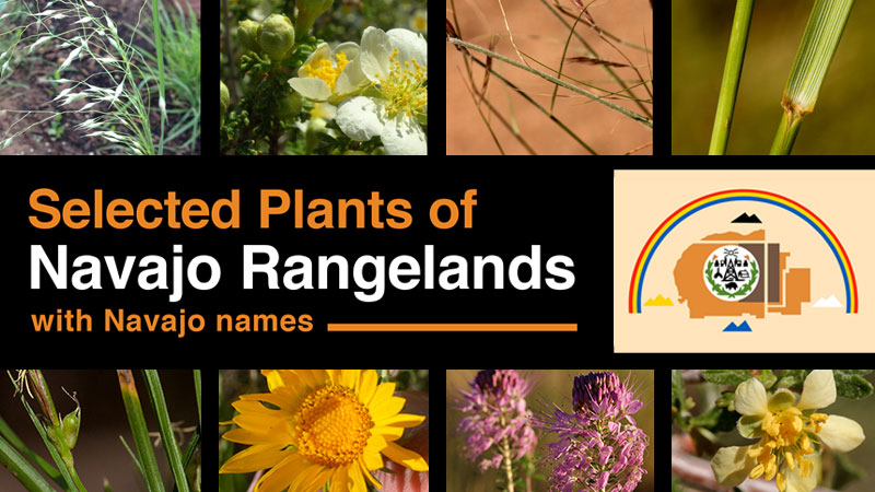 Selected Plants of Navajo Rangelands banner image