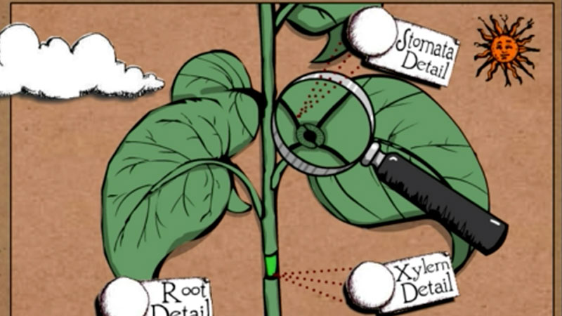 Transpiration Banner image