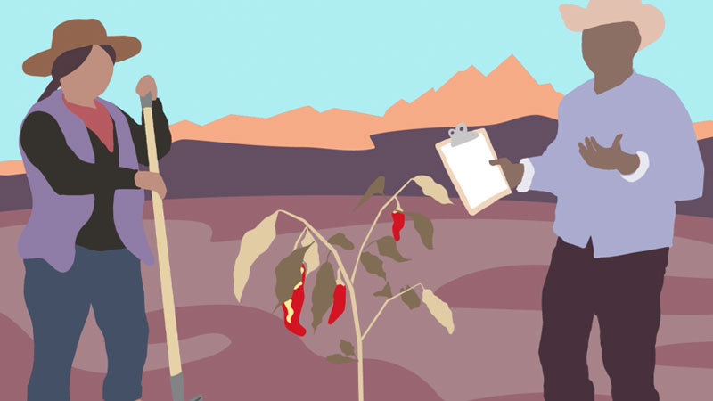 Phytophthora Blight Banner image