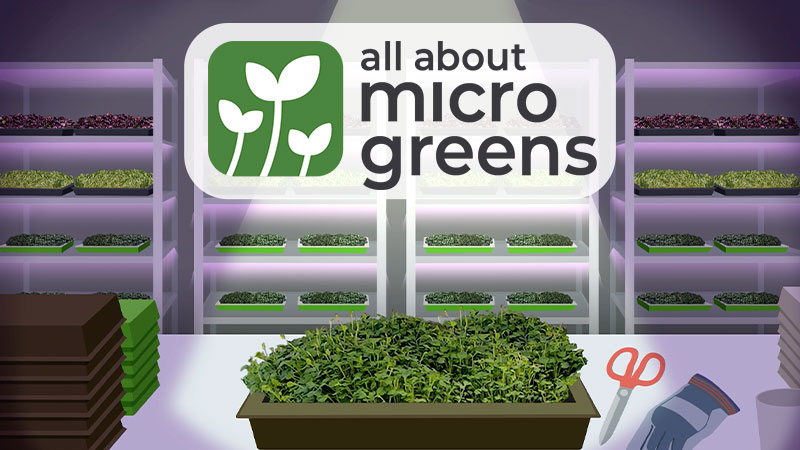 All About Microgreens banner image